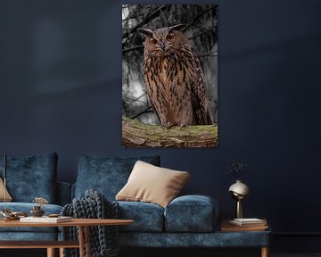 Hibou sur Mark Baas