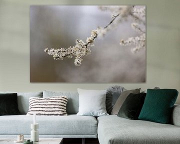 White blossom. by Janny Beimers