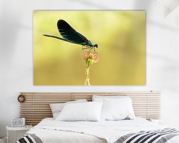 Heidelibelle mit dunklen Flügeln auf Blüte von Marc Molenaar