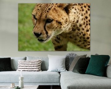 Cheeta van Br.Ve. Photography