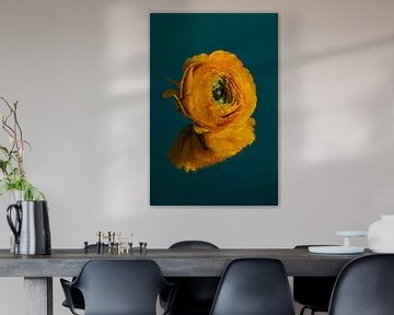 Yellow ranunculus reflected in a petrol surface