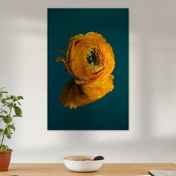 Gelbe Ranunkel spiegelt sich in einer Benzinoberfläche von Marjolijn van den Berg