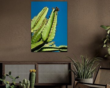 Euphobia cactus van insideportugal