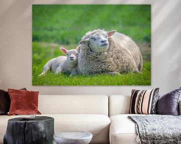 Spring, sheep in the meadow! Mother sheep with lamb. by Michèle Huge