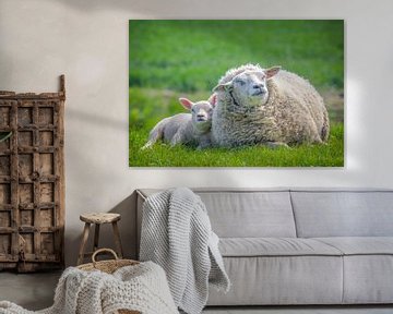 Frühling, Schafe auf der Weide! Mutterschafe mit Lamm.