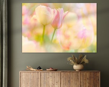 The soft colours of tulips by Andy Luberti