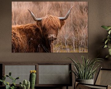 Scottish highlander in the grass by 