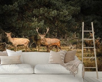 Rotwild auf der Hoge Veluwe