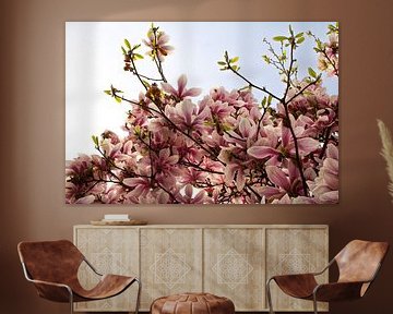Magnolia Spring by Carla van Dulmen