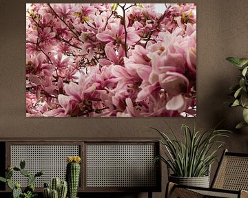 Tussen de prachtige magnolia! van Carla van Dulmen