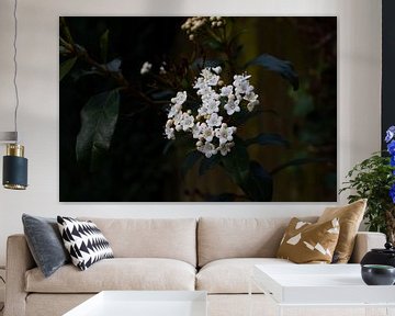 Witte voorjaarsbloesem in Nederland van Carla van Dulmen