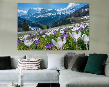 Rêve d'été dans les Alpes