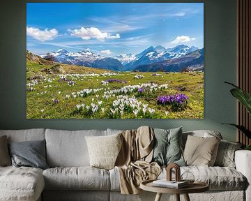 Les couleurs vives des prairies alpines