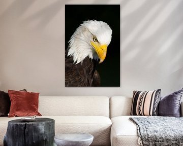 American Eagle von Thijs Schouten