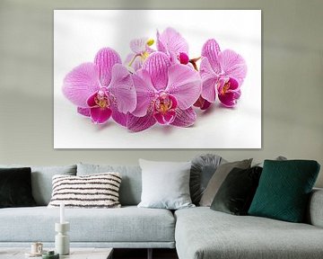 orchid on white background by Egon Zitter