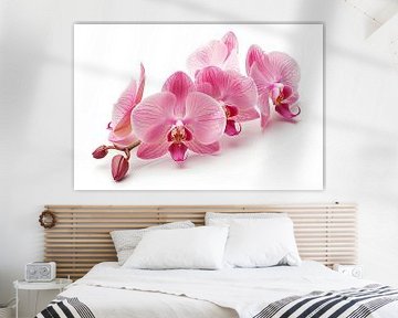 Orchidee auf weißem Hintergrund von Egon Zitter