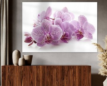 Orchidee auf weißem Hintergrund von Egon Zitter