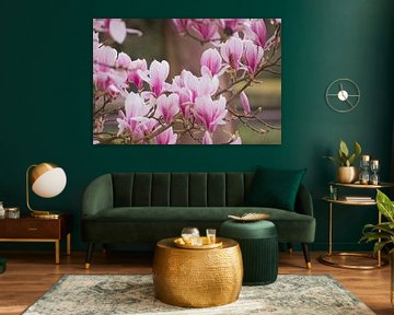 Les belles fleurs du Magnolia sur Robby's fotografie
