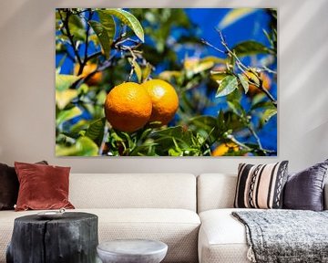 Oranges on the tree by Dieter Walther