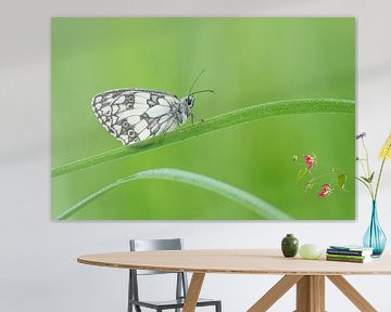 Vlinder, dambordje in het gras van Elles Rijsdijk