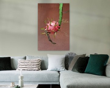 Roze dragonfruit  vrucht aan struik tegen terracotta muur van My Footprints