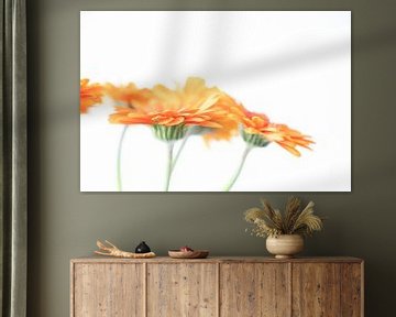 Minimalistische gerbera bloemen - oranje en wit natuur en reisfotografie