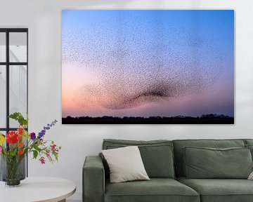 Starling murmuration during sunset at the end of the day by Sjoerd van der Wal Photography