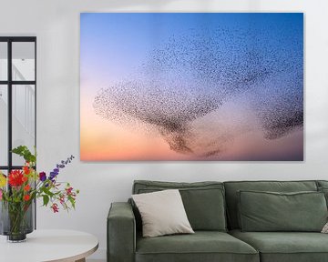 Starling murmuration during sunset at the end of the day by Sjoerd van der Wal Photography