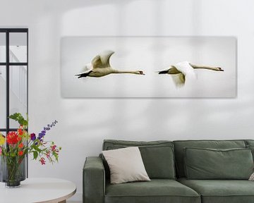 Swans by Jacco Bezuijen
