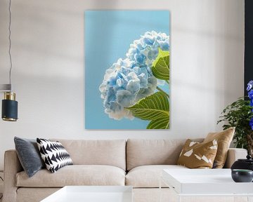 Sunny hydrangea by Liv Jongman