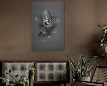 Ruhe und Einfachheit in Schwarz-Weiß-Grau: Blumenstillleben: die Helleborus von Marjolijn van den Berg