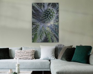 Thistle: soft but irritable: with picturesque reflection by Marjolijn van den Berg