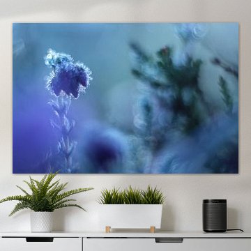 Heather avec l'Helios