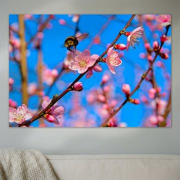 Fleurs de pêcher et bourdon