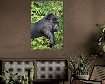 Gorillaportret van Frank Heinen