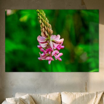 Sommerliche Wandertour durch das Saale Tal zur wunderschönen Leuchtenburg bei Kahla - Thüringen - Deutschland