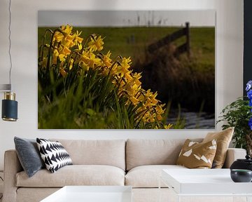 Group of daffodils at ditch side in front of meadow with wooden fence by Bram Lubbers