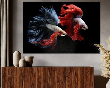 Siamese fighting fish, isolated on black background by Animaflora PicsStock