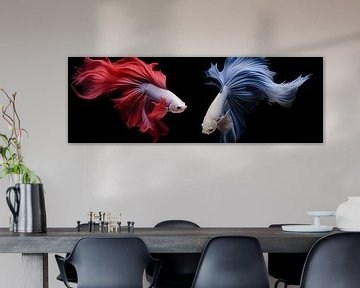 Panorama Siamese fighting fish, isolated on black background by Animaflora PicsStock