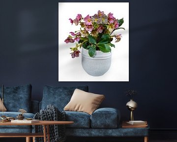 Christmas rose in a flower pot on a white background