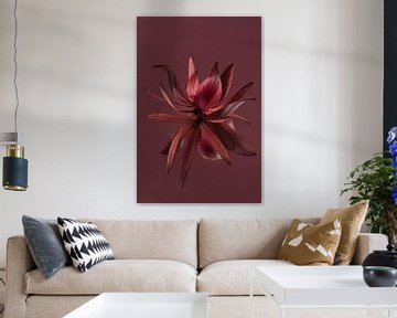 Burgundy flower (of the Leucadendron) reflects with burgundy background by Marjolijn van den Berg