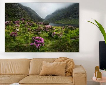 Valley with overgrown rhododendron