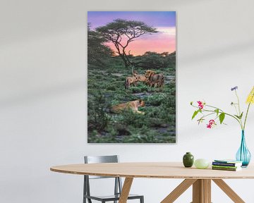 Namibia Etosha Löwenrudel am Morgen von Jean Claude Castor