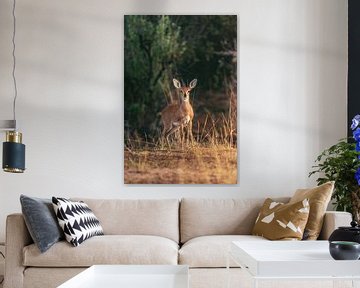 Namibia Young ibex by Jean Claude Castor