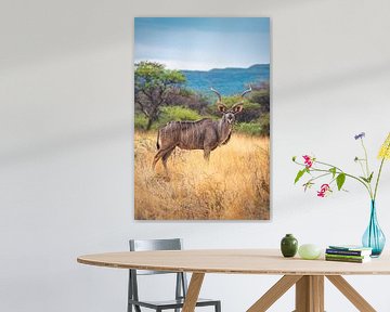 Namibië Majestueuze koedoe in een graslandschap van Jean Claude Castor