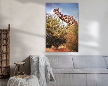 Girafe de Namibie dans le Kalahari sur Jean Claude Castor