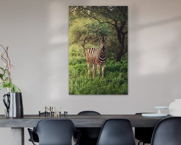 Zèbre de Namibie dans le poêle vert d'Etosha sur Jean Claude Castor