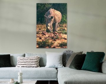 Rhinocéros de Namibie dans la réserve d'Okonjima sur Jean Claude Castor