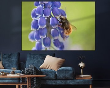 Biene auf blauen Weintrauben von Anne Ponsen