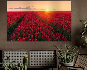 Ein Feld mit roten Tulpen bei Sonnenaufgang in Groningen von Marga Vroom